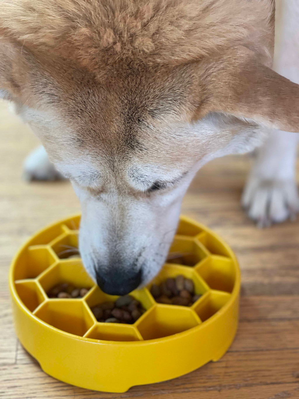 Honeycomb Slow Feeder Dog Bowl