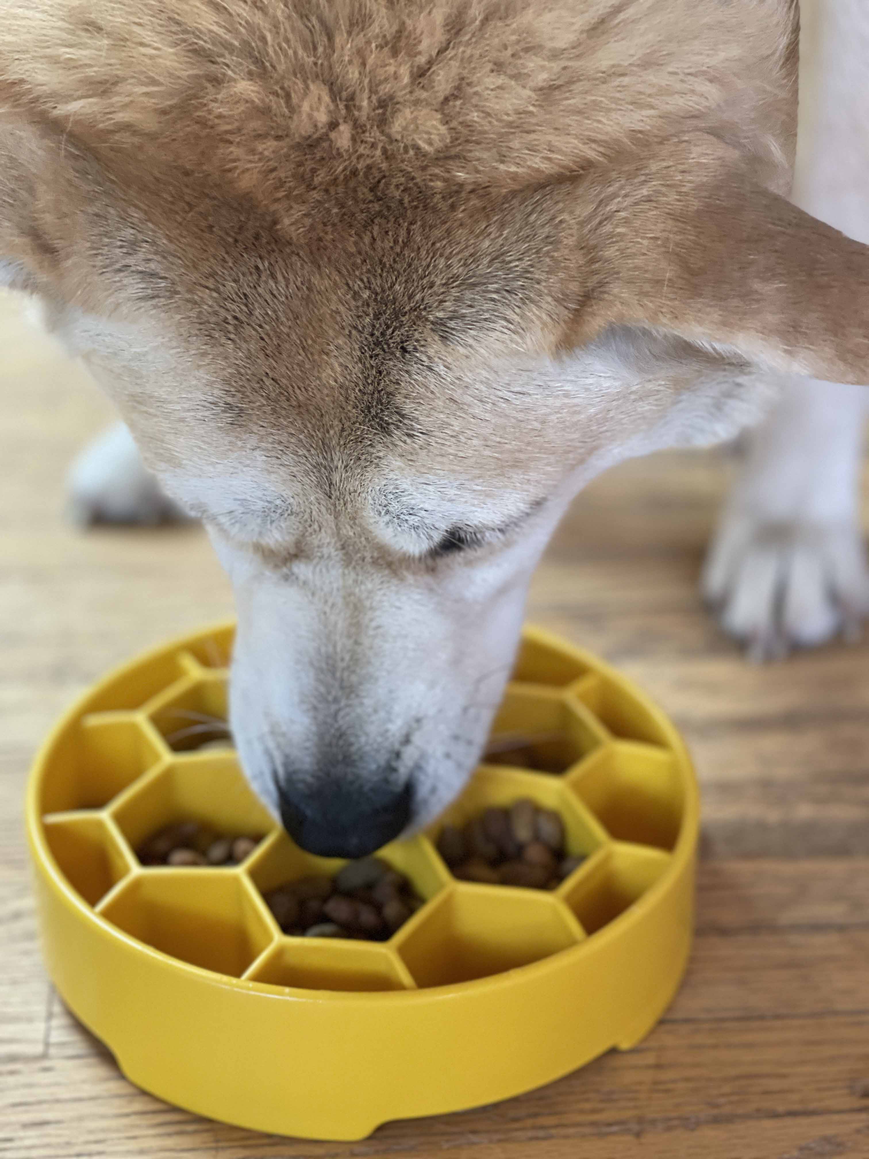 Honeycomb Slow Feeder Dog Bowl