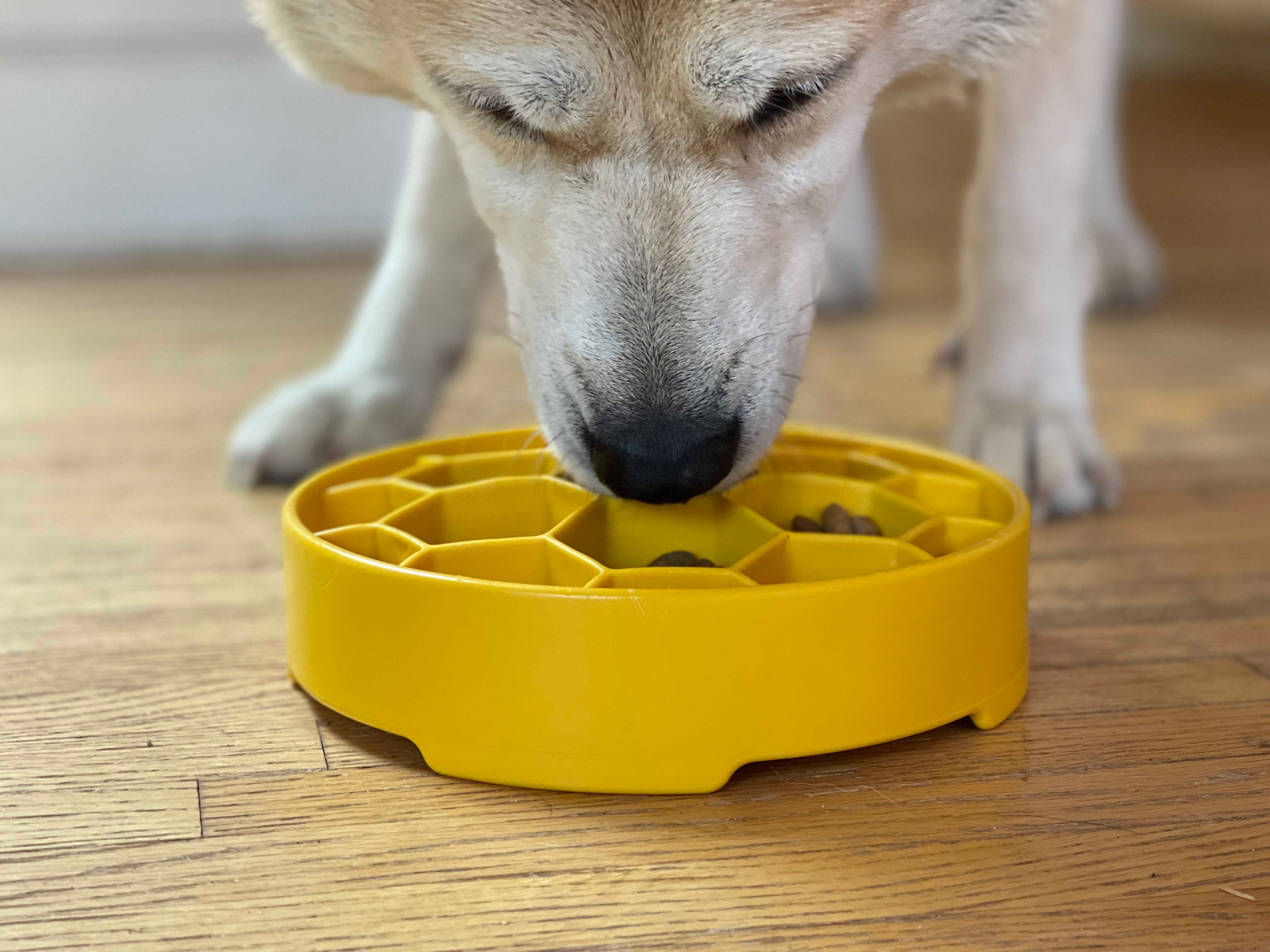 Honeycomb Slow Feeder Dog Bowl