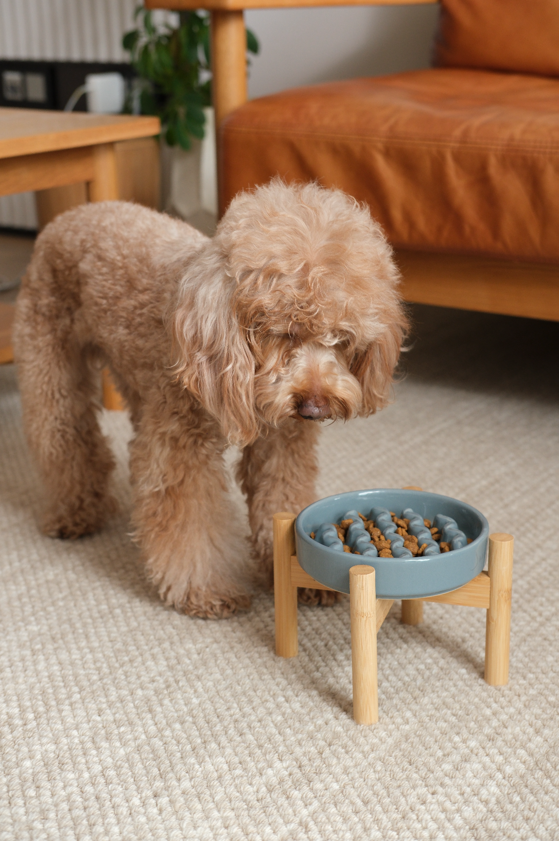 Macaroni Slow Feeder Dog Bowl